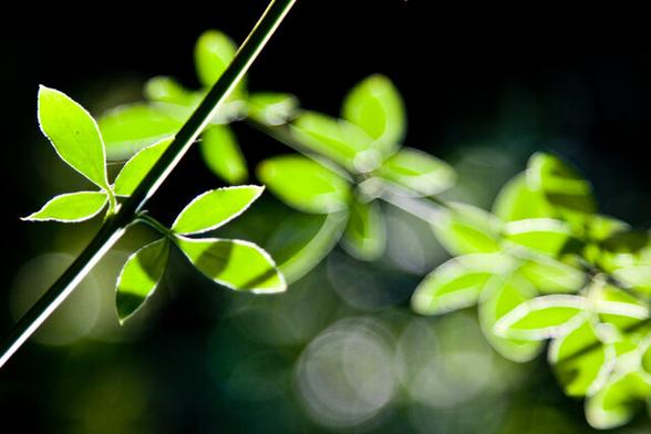 A thin branch runs from the left, just above the bottom of the photo, diagonally, to the top (before the middle). In the background, a 2nd branch crosses the first one from the top left, diagonally, to the right side of the photo (just below the middle). The branch in the front is sharp with a white stripe of light along the entire length of the front. There are 2 leaves on it, opposite each other, sharp and very light green because the light shines through them. The leaves have a fine, white border because of the light. The branch in the background is vague with many more leaves, which also all have white (but broad and very vague) borders because of the sun. The background is black with a few transparent white and light green circles of bokeh under the branches.