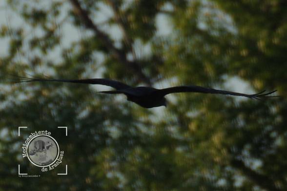 silueta de una rapaz con las alas extendidas, de fondo la arboleda de ribera del río Jarama