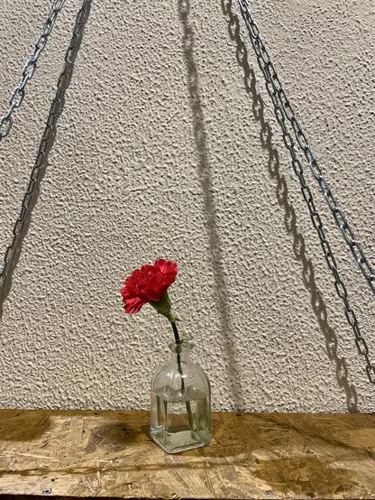 Red carnation in a glass vase