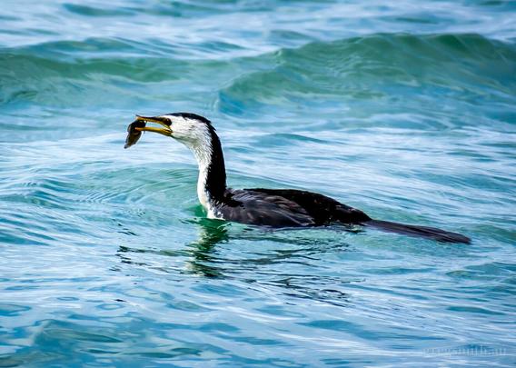 A little pied cormorant, Microcarbo melanoleucos, swimming in the ocean with some freshly-caught food in its beak.