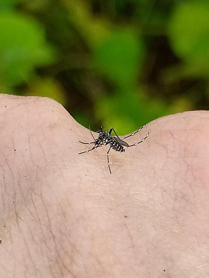 Mosquito (Aedes) with black-wite stripes on body and legs biting between the knuckles of the photographer