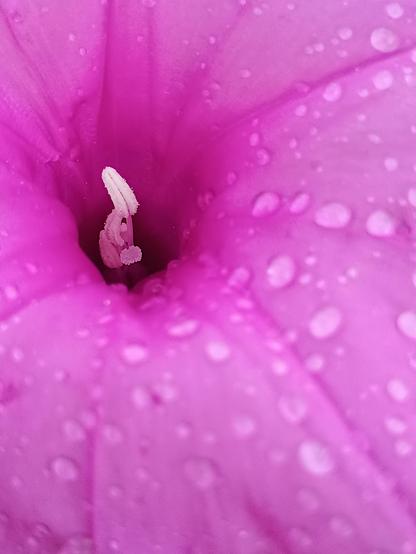 White anthers and stigma within the pink flower tube of Ipomoea asarifolia, sprinkled with water droplets