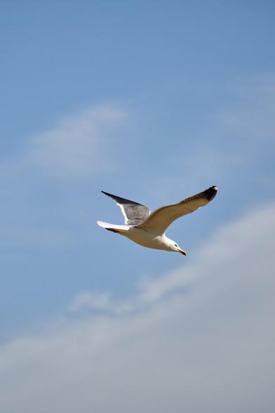 A gull flying against a blue sky