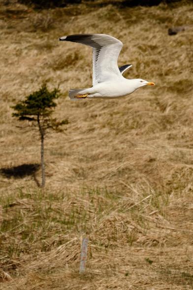 The same gull but flying over a grassy landscape