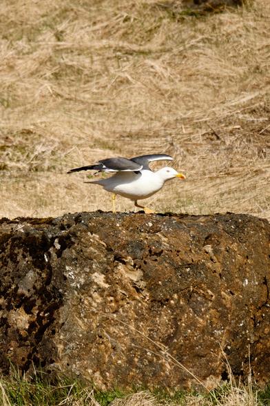 And the same gull on a rock, wings spread