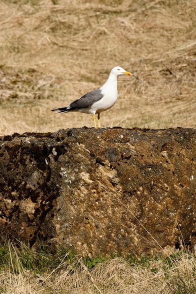 Now settled on the rock, the gull is watching the photographer.