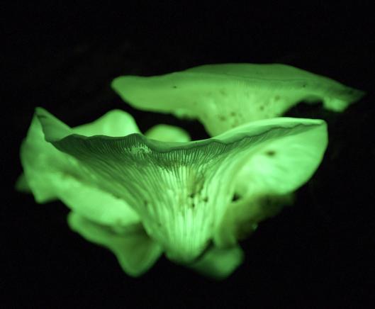 A glowing green fan-shaped fungus