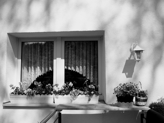 window with flowers