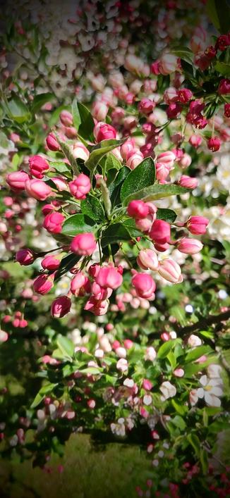 Geschlossene, pink-rote Blüten meines Zierapfels