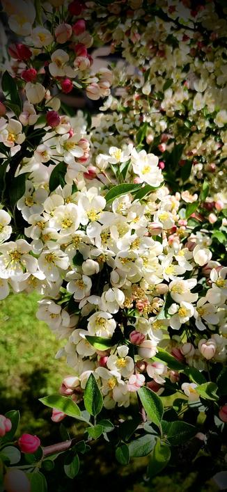 Offene, weiße Blüten des Zierapfels