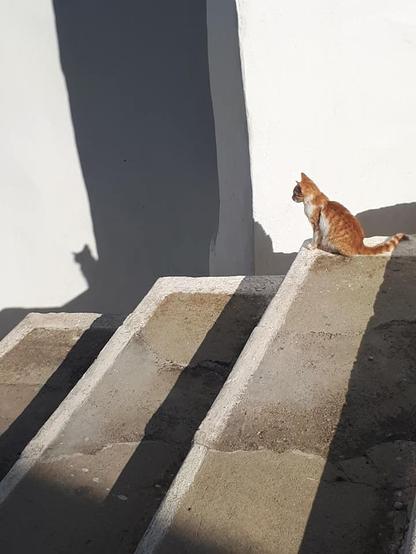 Une photo ou l'on voit un chat assis sur des escalier en béton, devant un mur en béton blanc, le soleil est couchant de sorte que l'on voit également l'ombre de ce chat sur le mur de béton en contrebas. C'est un petit chat orange.