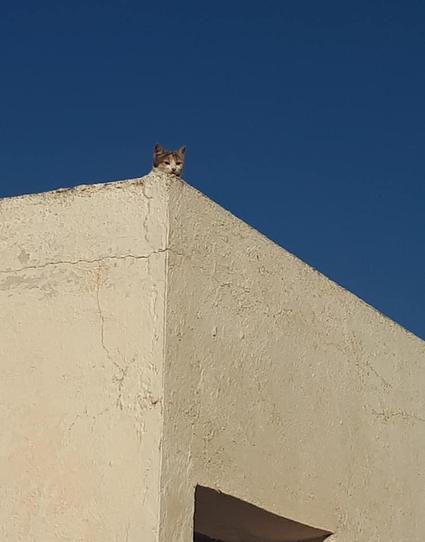 Sur la photo un immeuble de béton carré sur fond de ciel bleu. On voit 2 murs de cet immeuble et sur le toit plat, juste au coin, une tête de petit chat qui nous regarde.