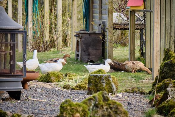 A bunch of ducks marching past what looks like an old, rusted oven