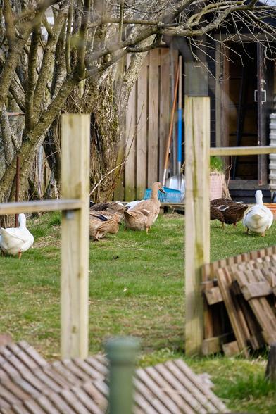 The same ducks marching past a pair of fence posts.