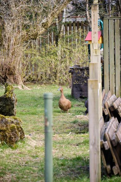 One of the ducks returns to check on something, standing between the fence posts.