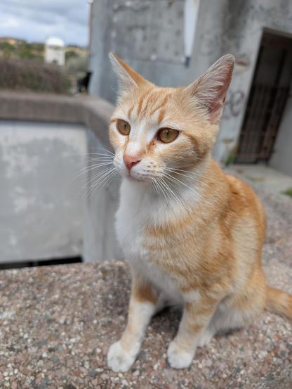 Young red cat