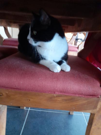 Tuxie cat sitting on a wooden chair with burgundy red upholstery under a dark wooden table.