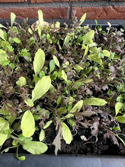 En närbild på en bit odlingslåda med små sallatsplantor i olika färg och sort växer väldigt tätt framför en röd tegelvägg