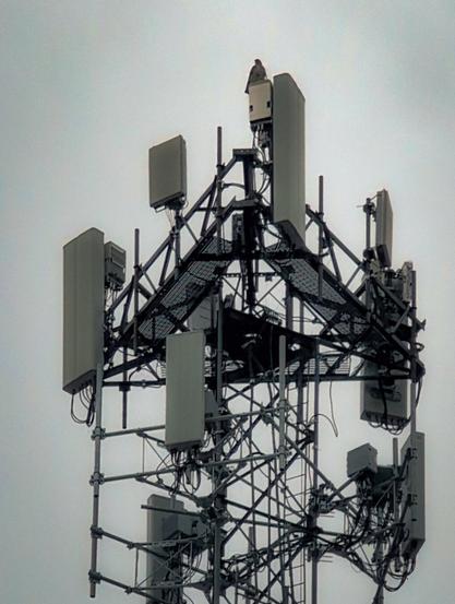Perched high above the city’s hum, a lone watcher stakes its claim atop our digital skyline.

#UrbanNature #CityWildlife #CellTower #ModernSentinel #BirdsOfInstagram #TechMeetsNature #UnexpectedEncounters #SignalWatcher #PhotographyDaily #NatureFindsAWay
