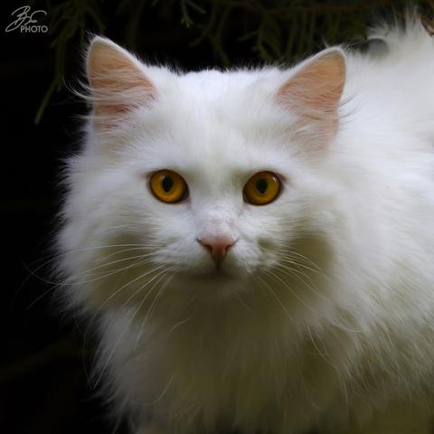 Eyes of Amber