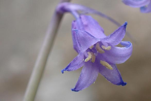 Photo d'une clochette de jacinthe dans la forêt des Grands Avaux en Essonne.