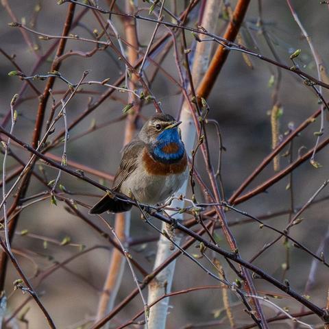 Варакушка/Bluethroat