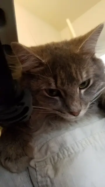 cutie patootie gray cat glaring at the ground, digging claws into white cargo pants, contemplating what it means to be a pet