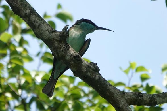 A bird with a bluish-green body, a black eye-stripe and a long beak that ends in a sharp point.