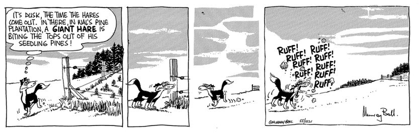 1 Dog walks part the newly planted pine 'IT'S DUSK, THE TIME THE HARES COME OLIT. IN THERE IN NAL'S PINE PLANTATION, A GIANT HARE IS BITING THE TOPS OUT OF HIS SEEDLING PINES!'

2 He glowers

3. He walks a safe distance away and turn

4. and barks 'RUFF RUFF
RUFF RUFF
RUFF RUFF
RUFF RUFF
RUFF RUFF
RUFF RUFF
RUFF RUFF
RUFF RUFF'