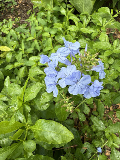Green bush with a cluster of nine blue flowers. Each flower is a pale blue and has five petals.