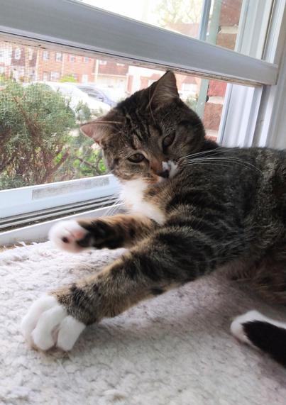 Pax, our little tabby cat with white markings, is lying on a soft, fuzzy, white window shelf.  She is engaged in play with the photographer.  One white front paw clings to the window shelf as the other is lifted, getting ready to strike.  Pink and black toe beans are showing.