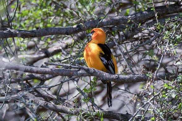 A vibrant orange and black Oriole perches on a tree branch, surrounded by a web of branches and green leaves. Sunlight filters through, highlighting the bird's striking plumage. 
The largest of the Orioles in the United States. However, this vibrant Altamira Oriole is a tropical species with only a tiny portion of its range reaching the U.S. in Texas’s Rio Grande Valley. They hop between branches and fly quickly between trees, gleaning insects and larvae. This one finally paused briefly for me.

Photography by Debra Martz