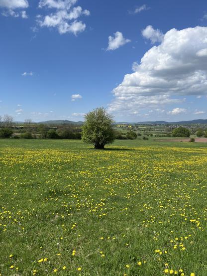 Wiese voller blühendem Löwenzahn mit Baum in der Mitte.