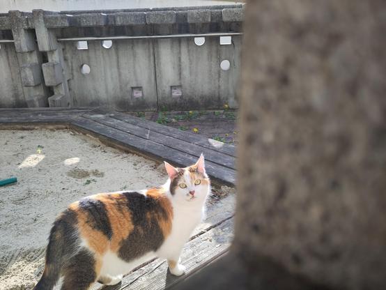 A white-yellow-black cat looking into the camera. It's standing on a wooden frame around a sandbox. The camera looks through a hole in a concrete wall, some of which is visible in the picture (blurred).