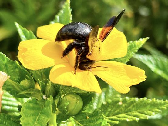 Straight out of the terrace parterre, here's a carpenter bee minding her own business munching away on a ramgoat dashalong like there is no tomorrow and doesn't care much about who is watching. Yeah, spring is in the air! 😍👍🏻

Nom nom nom !
