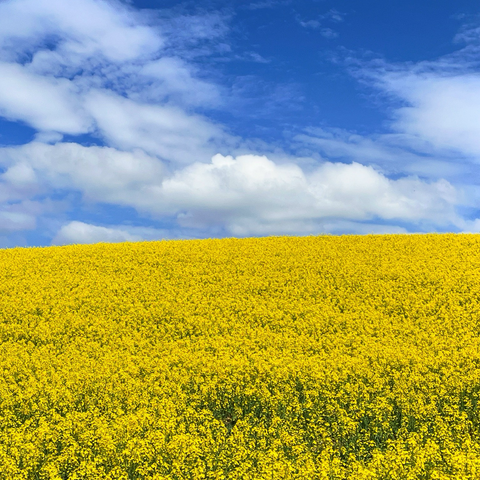 Gelber Raps vor blauem Himmel mit weißen Wolken.