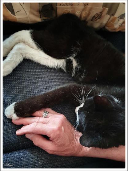 Bildbeschreibung:
BeKa hat ihren Kopf auf meinen Arm und ihre Pfote auf meine Hand gelegt.