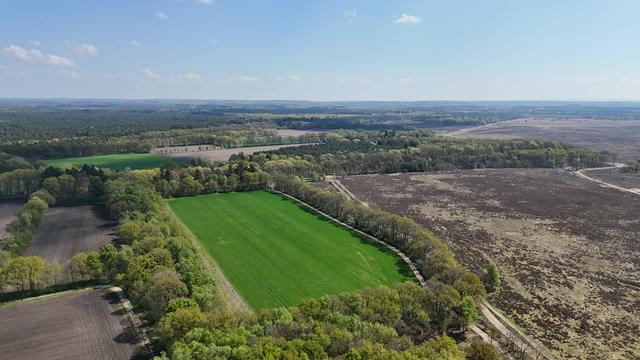 There's still some farm fields on the Ginkelse Heathlands. This one had something that looked liked spring onions.
