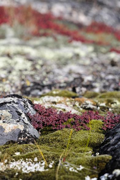 close up of a moss in greenland