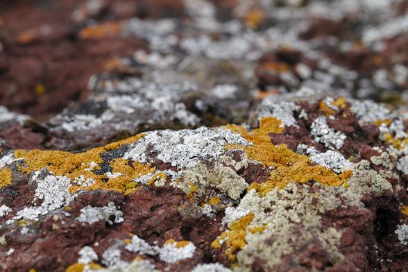 close up of a moss in greenland