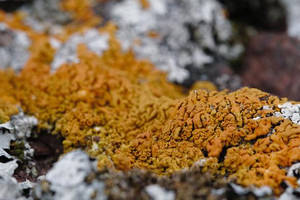 close up of a moss in greenland