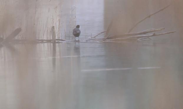 Verschwommenes, mit horizontalen gelblichen Streifen (durch's sehr unscharfe Schilf fotografiert) verwaschenes Foto. Wasseroberfläche, darin horizontal ein kahler Ast mit ein paar hochragenden Zweigen. Darauf in der Mitte klein und entfernt ein schwarzes, rundes Bläßhuhn von hinten