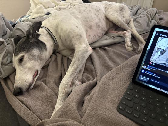 Photo of a white greyhound with black ticking and black on top of her head laying on her side on a human bed next to her human who is under a cover.
