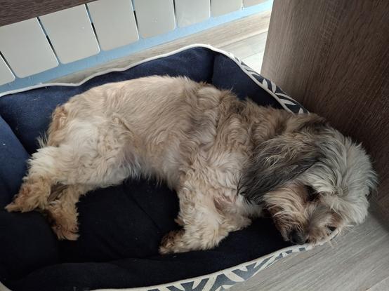 Hachi lying and vibing
