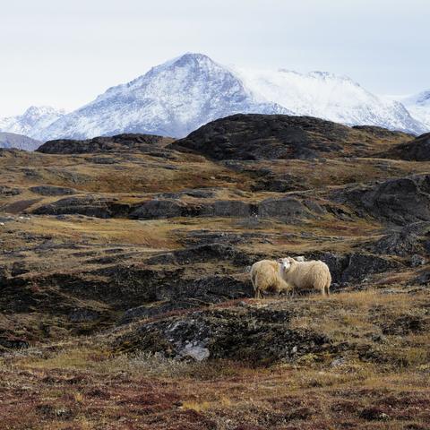 some sheep in the mountains of southern greenland