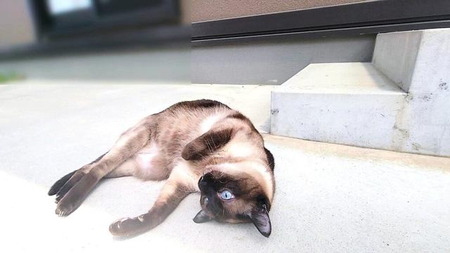 「家へ戻って」と頼むと拒否するシャム猫の拒否の仕方が可愛い👻