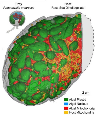 image/jpeg a diagram of a cell (Host Ross Sea Dinoflagellate) showing a mosaic of algal plastids, nucleus, and mitochondria alongside the host mitochondria in various colours. The much smaller prey, Phaeocystis antarctica, is shown intact as a separate diagram where the plastids are significantly smaller in size. Figure from Rao et al. 2025
https://doi.org/10.1016/j.cub.2025.03.076
