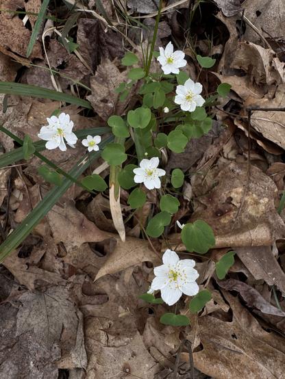 A cluster of white rue anemone flowers growing out of dead leaves on the forest floor.