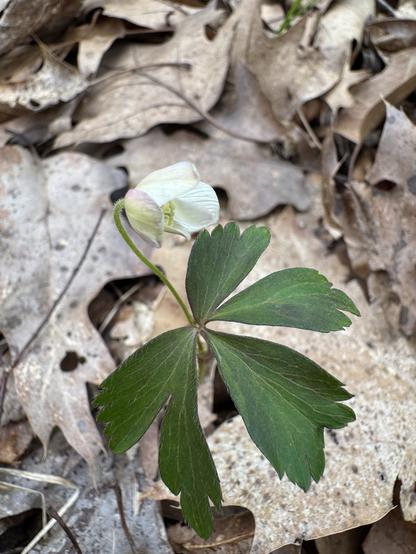 A single wood anemone (Anemonoides quinquefolia) flower and leaf, partially closed, growing out of dead leaves on the forest floor.
