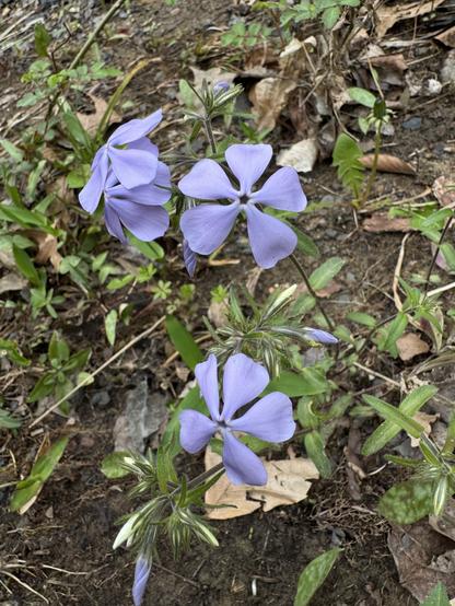 A cluster of wild blue phlox growing on the forest floor.
